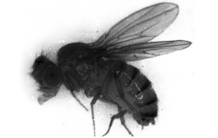 Génétique et génomique fonctionnelle : la mouche drosophile pour comprendre le vivant
