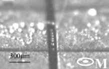 Droplet diamagnetic levitation on micromagnets