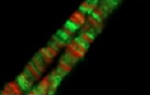 L'étude d'une protéine de mouche révèle un rôle non catalytique de l'ARN méthyltransférase PCIF1 dans l'expression des gènes