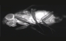 Drosophila: A model for the study of bacterial virulence