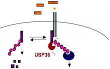 A protease to counteract the activation of the immune response
