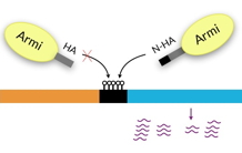 Biogenesis of small guardian RNAs of the genome